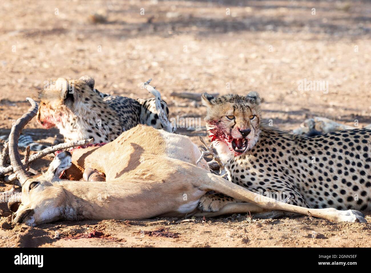 Zwei Geparden bei einem Mord, Botswana, Afrika Stockfoto