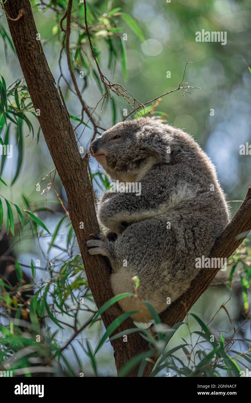 Junger Koala in Gumtree, Perth Zoo, Westaustralien Stockfoto