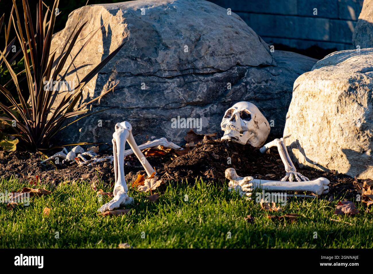 Auf einem Frontrasen werden Kunststoffknochen einer Halloween Skelett Dekoration teilweise in einem Erdhügel von Steinen und abgefallenen Blättern vergraben platziert. Stockfoto