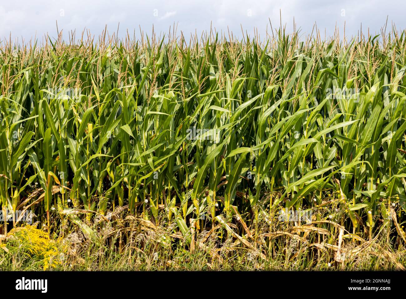 Eine Reihe von Maisstielen sind am Rand eines Kornfeldes zu sehen. Stockfoto