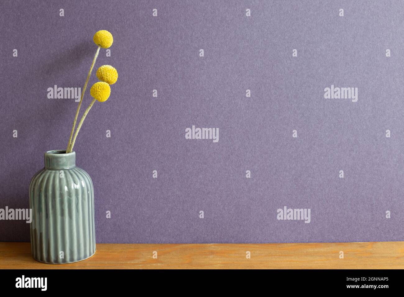 Graue Vase aus gelben Craspedia trockenen Blumen auf Holztisch. Lila Wand Hintergrund Stockfoto