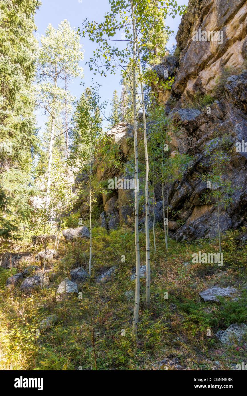 Gelbe und grüne Espenbäume am Berghang entlang der Guanella Pass Road von Colorado Stockfoto