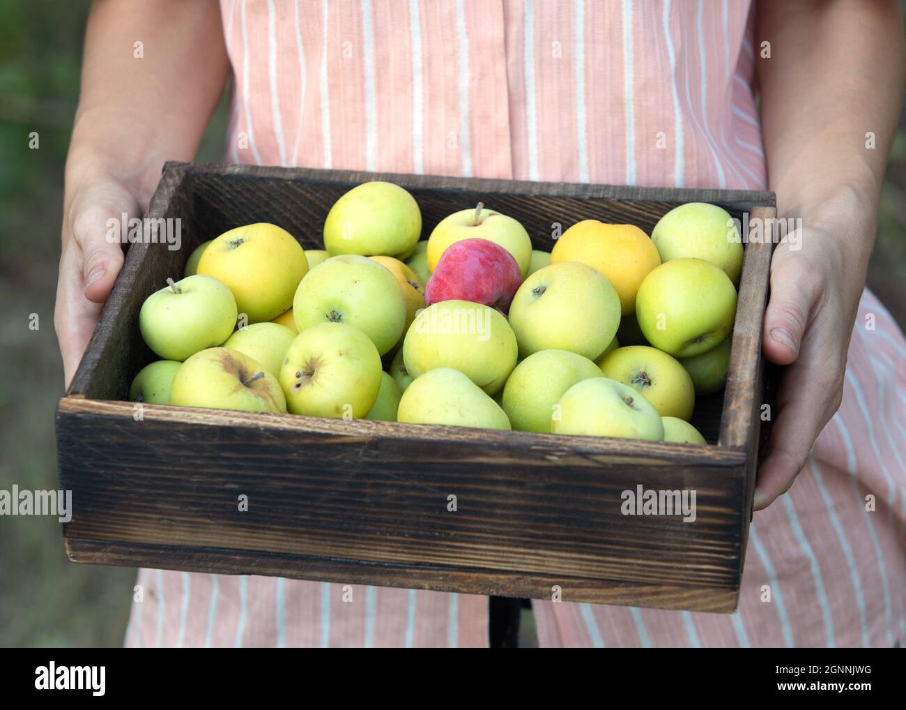 Croped Bild einer Frau, die Holzkiste mit süßen Äpfeln in den Händen hält. Konzept der frischen und biologischen Ernte. Idee einer gesunden Ernährung Stockfoto