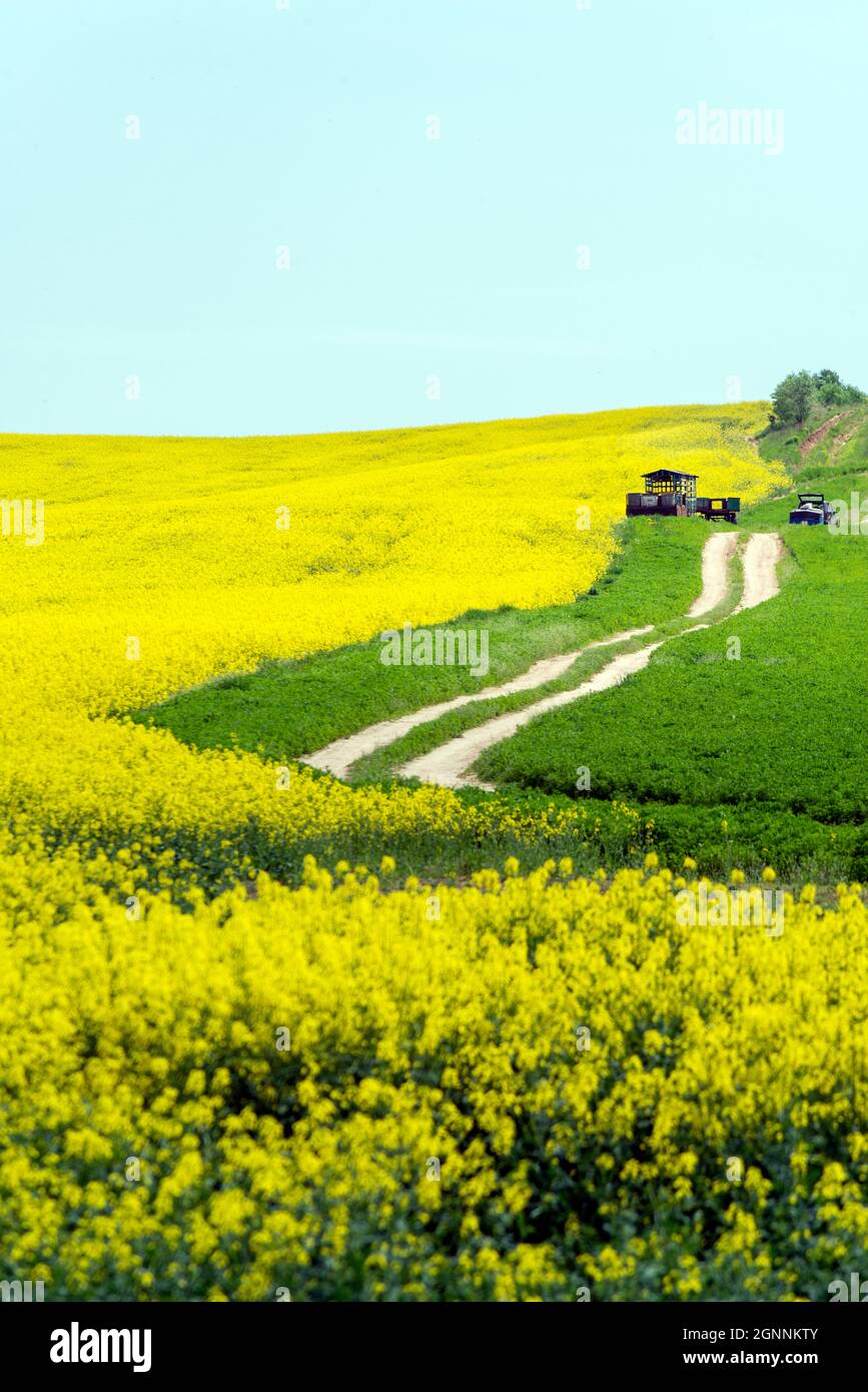 Bienenstöcke stehen auf dem Feld Stockfoto