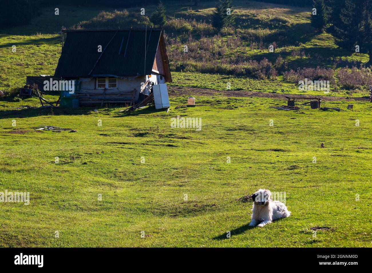 Niedliche Schäferhund in der Nähe der Hirten Schuppen. Weißes Tier auf dem Gras Stockfoto