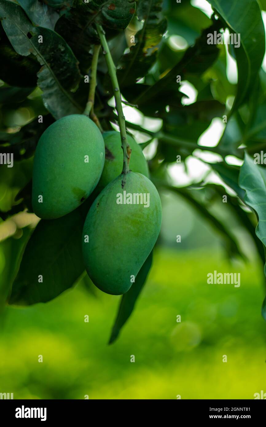 Grüne Mangos sind reich an Vitamin C, Vitamin A, Vitamin B6 und Vitamin K. Es ist auch eine wichtige Quelle für Magnesium, Kalzium, Eisen und Ballaststoffe t Stockfoto