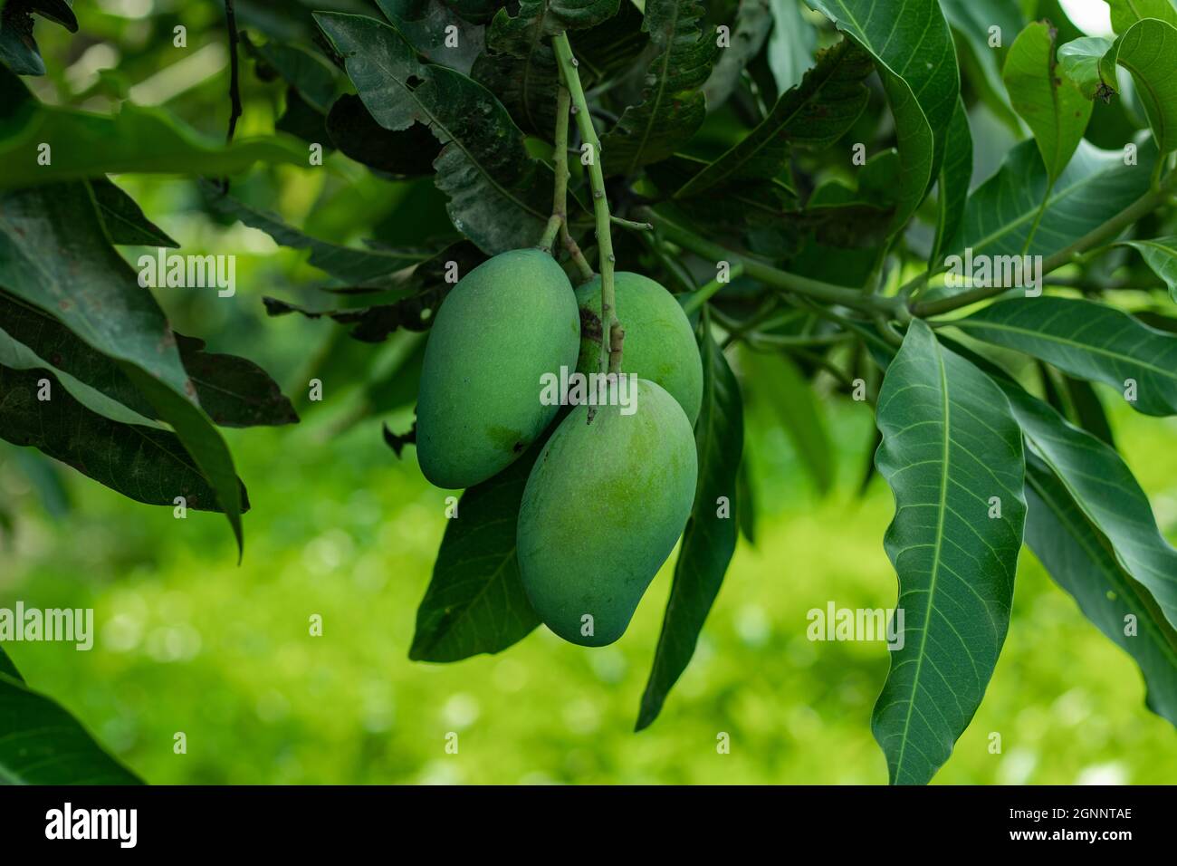 Grün saure rohe Mango ist reich an Vitamin C, das Zahnfleischblutungen und Zahnprobleme reduziert. Stockfoto