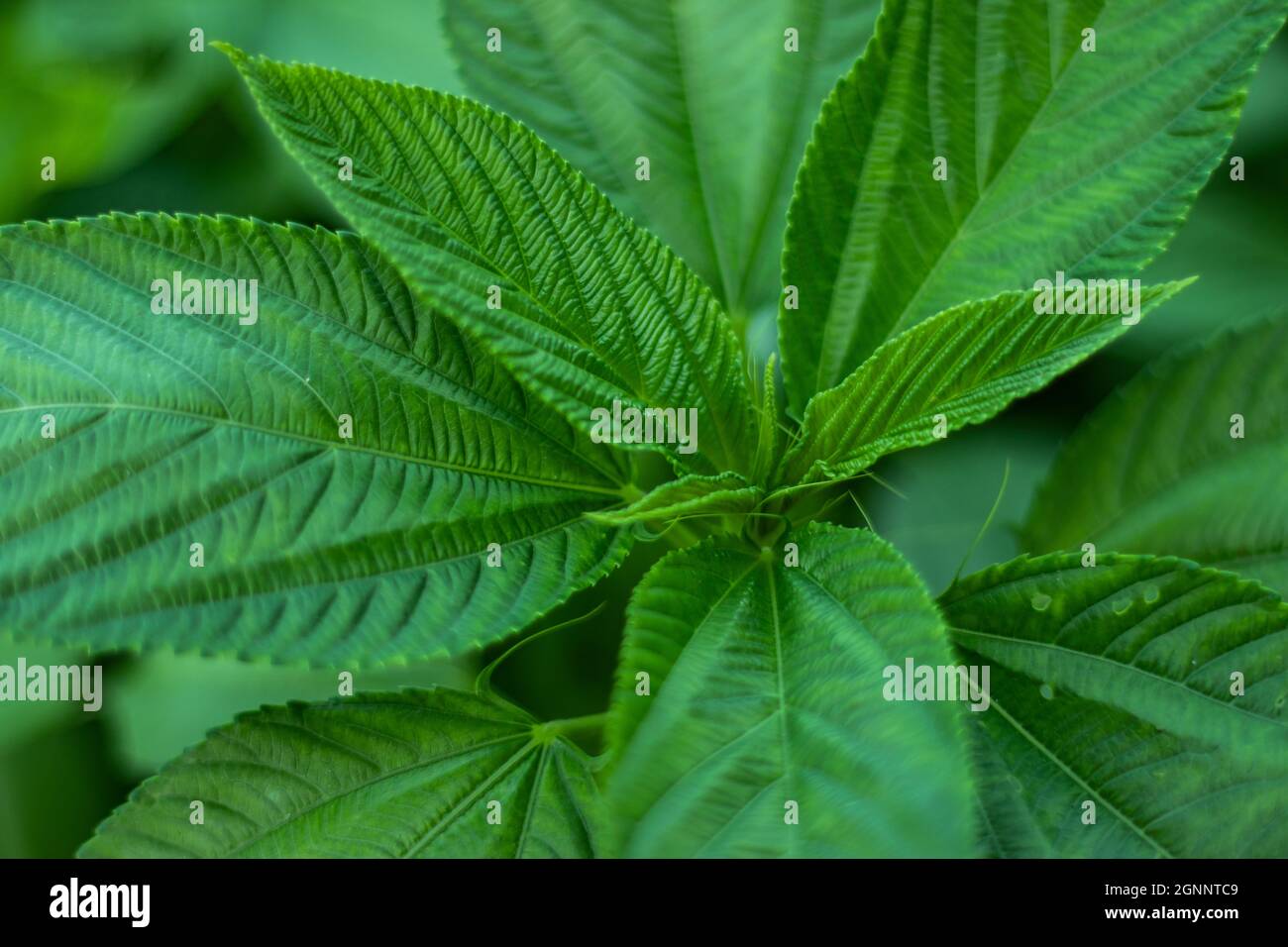 Das Malveblatt oder Jute oder Corchor olitorius ist ein tropisches, einjähriges Kraut, das aufrecht, verzweigt und leicht holzig ist Stockfoto