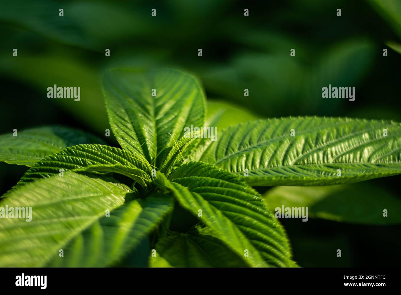 Jute Leaf Mallow, Saluyot, Judäa Mallow, ägyptischer Spinat, Melokhiya, Molokhia, Mulukhiyah Stockfoto
