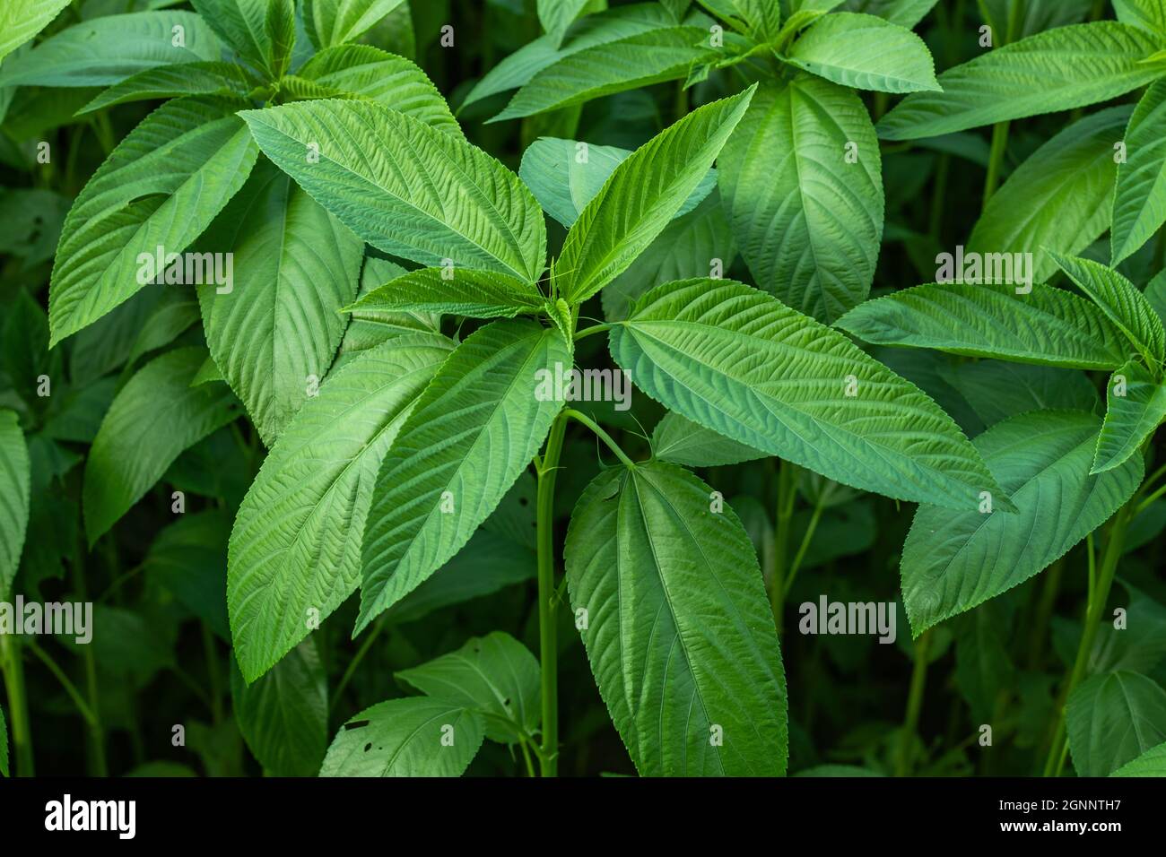 Juteblätter sind auch als Saluyot, ewedu oder lalo bekannt Juteblätter sind auch für ihre medizinischen Eigenschaften bekannt Stockfoto
