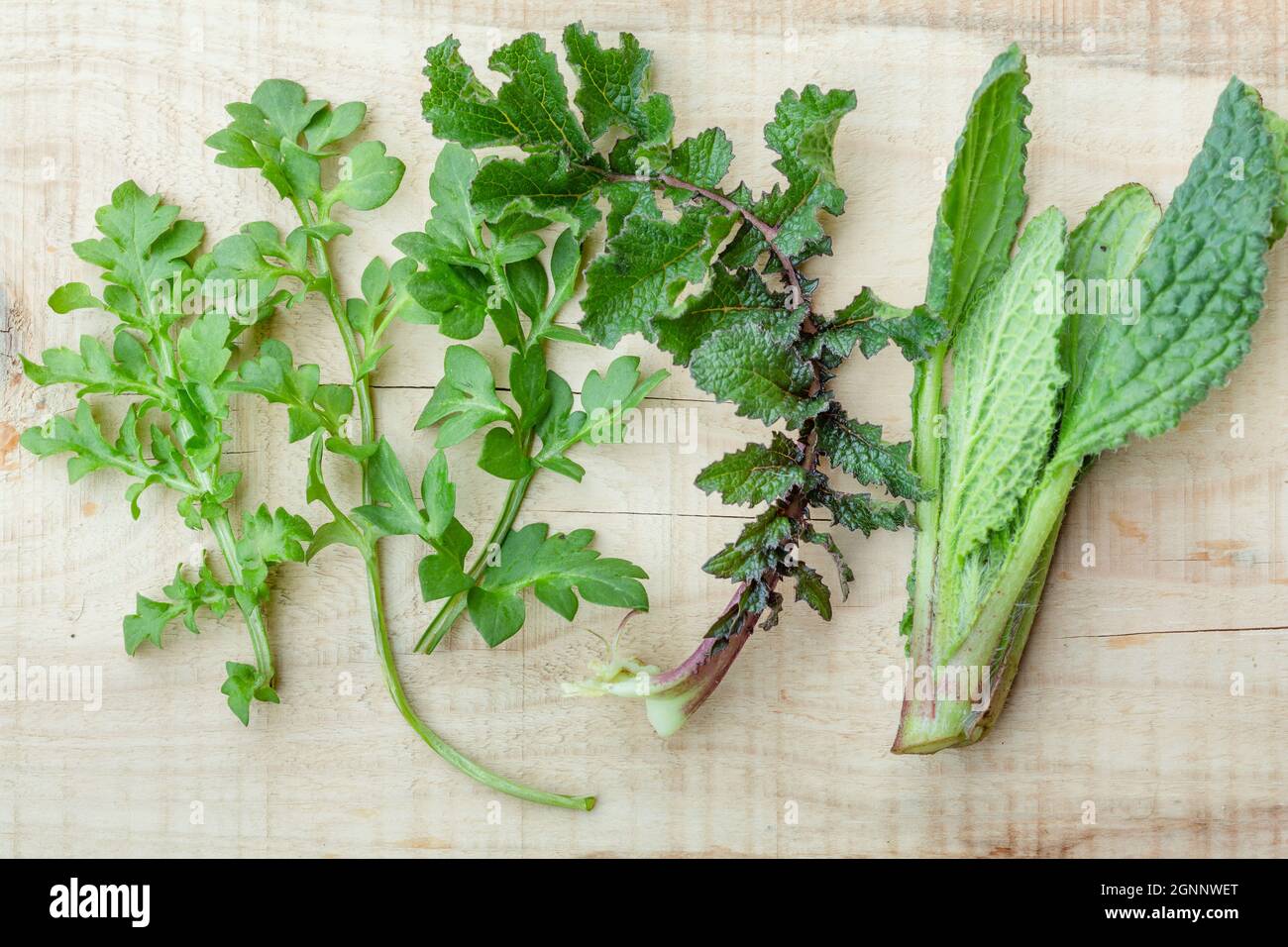 Frisch gepflückte Wildessbare Spontankräuter Stockfoto