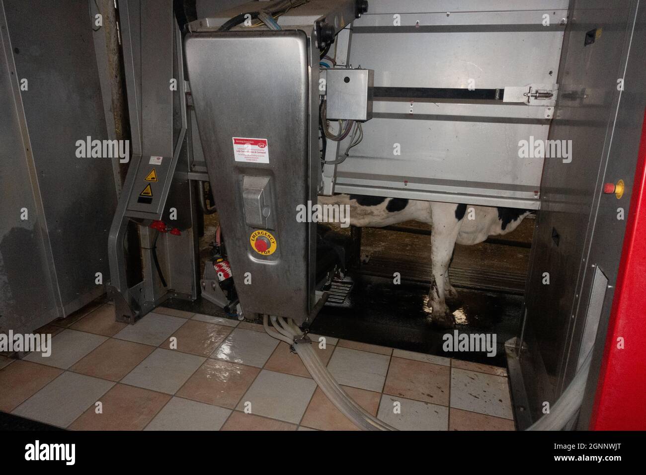 Kuh am Melkroboter Stockfoto
