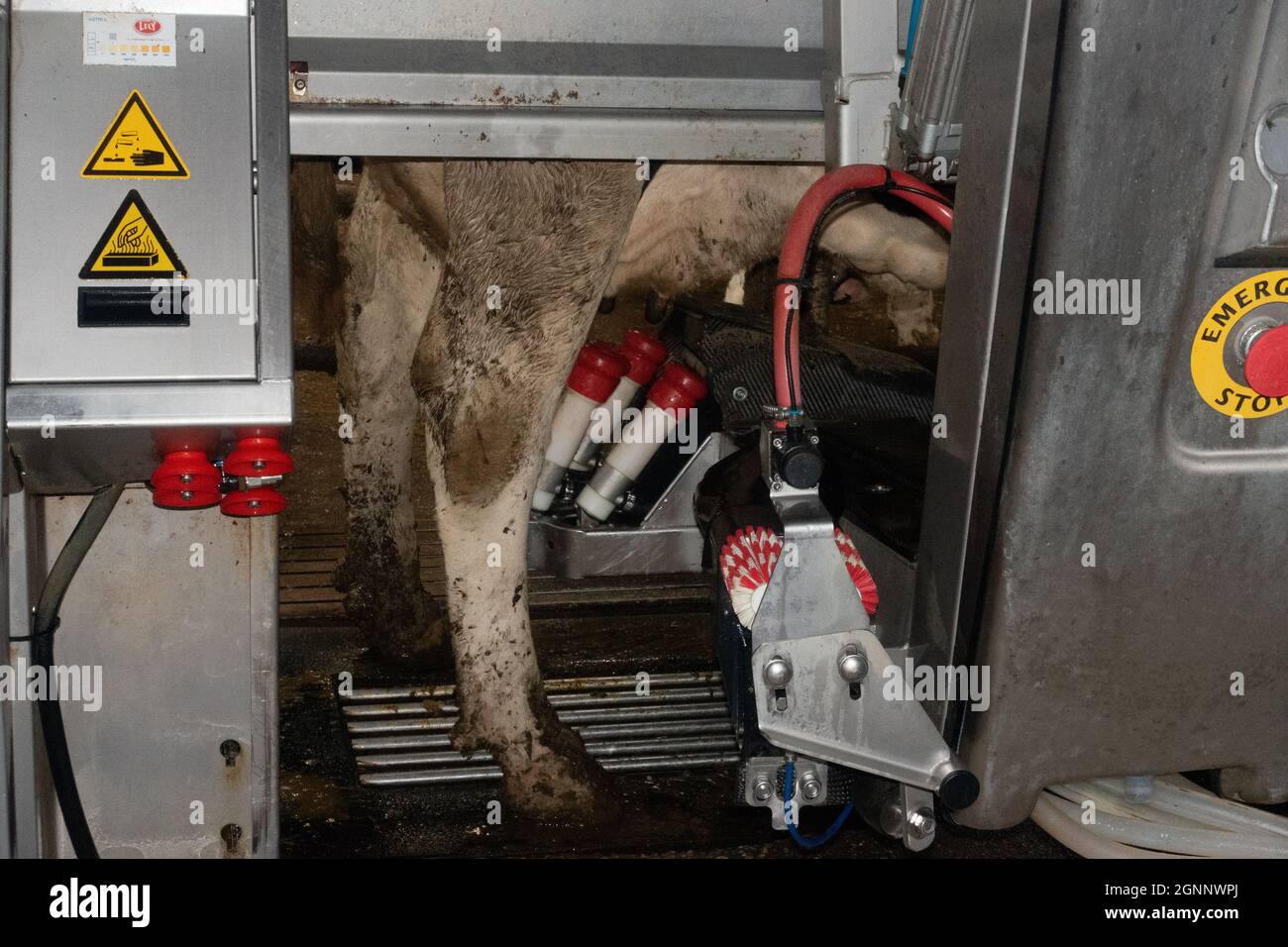 Kuh am Melkroboter Stockfoto