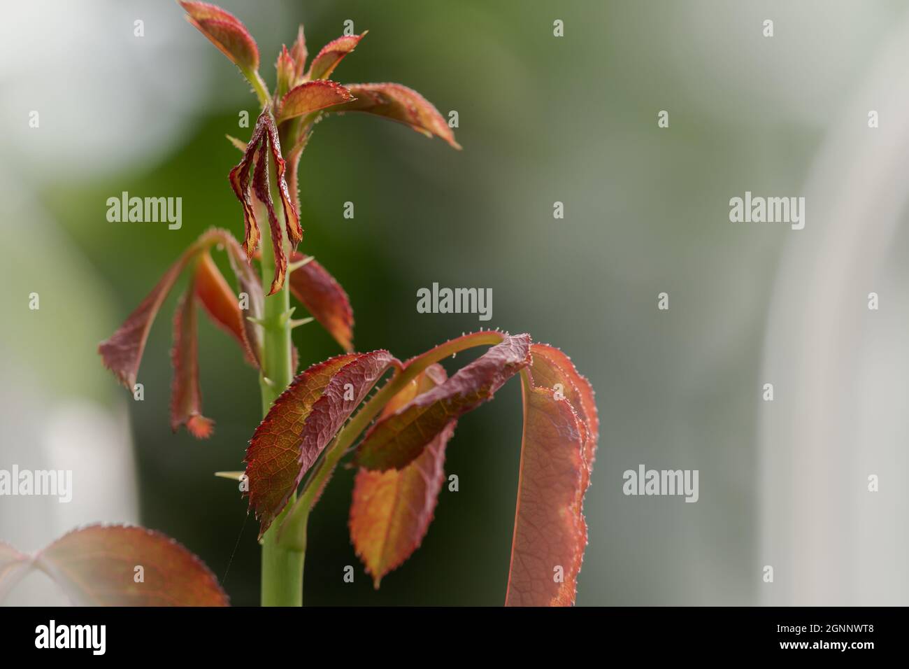 Rote blatttriebe Fotos und Bildmaterial in hoher Auflösung Alamy
