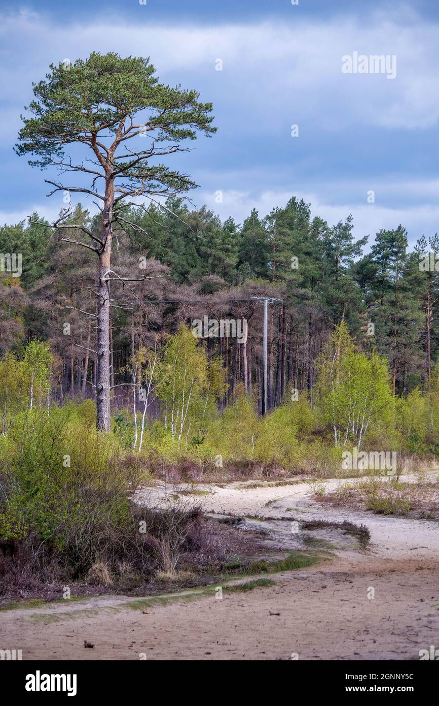 Thursley Common NNR Thursley Surrey Großbritannien Stockfoto