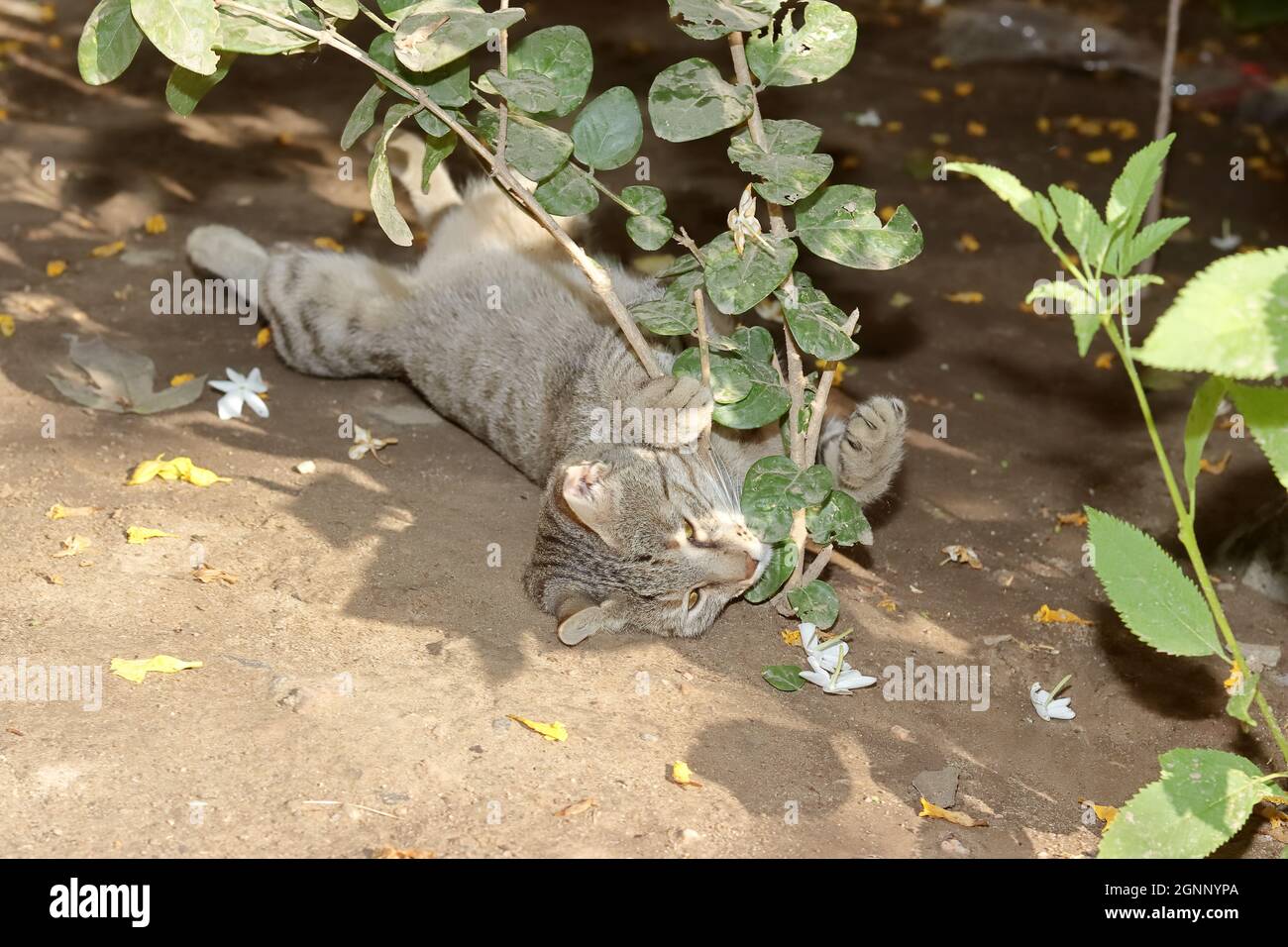 Nahaufnahme Einer tabby Katze, die mit einer Jasminpflanze spielt, die im Garten steht Stockfoto