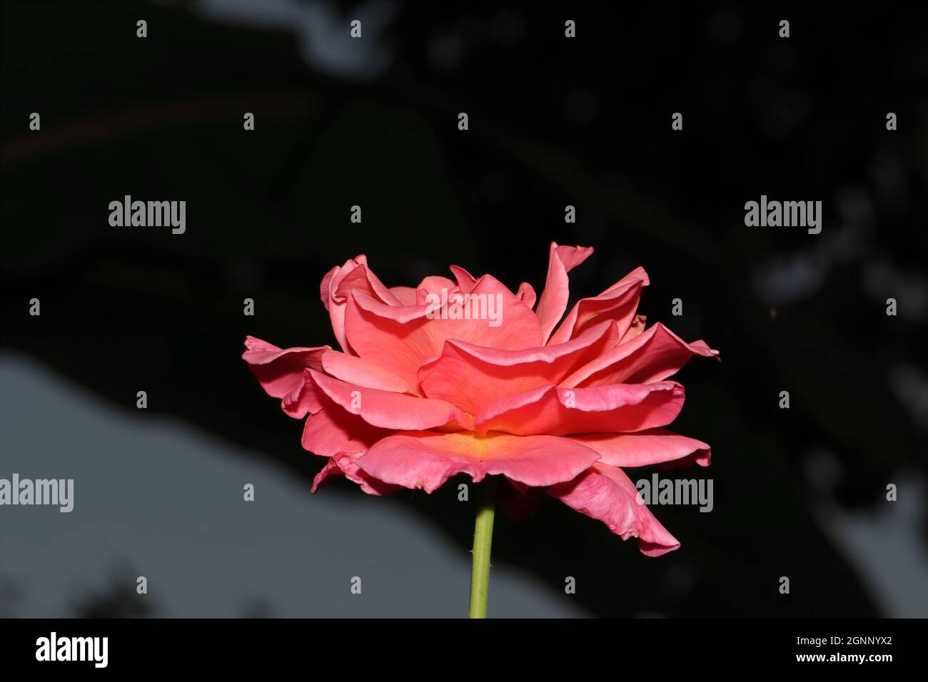 Nahaufnahme der rosa Blume der organischen Hybride verbesserte Arten Rosenpflanze, die auf schwarzem isolierten Hintergrund wächst Stockfoto