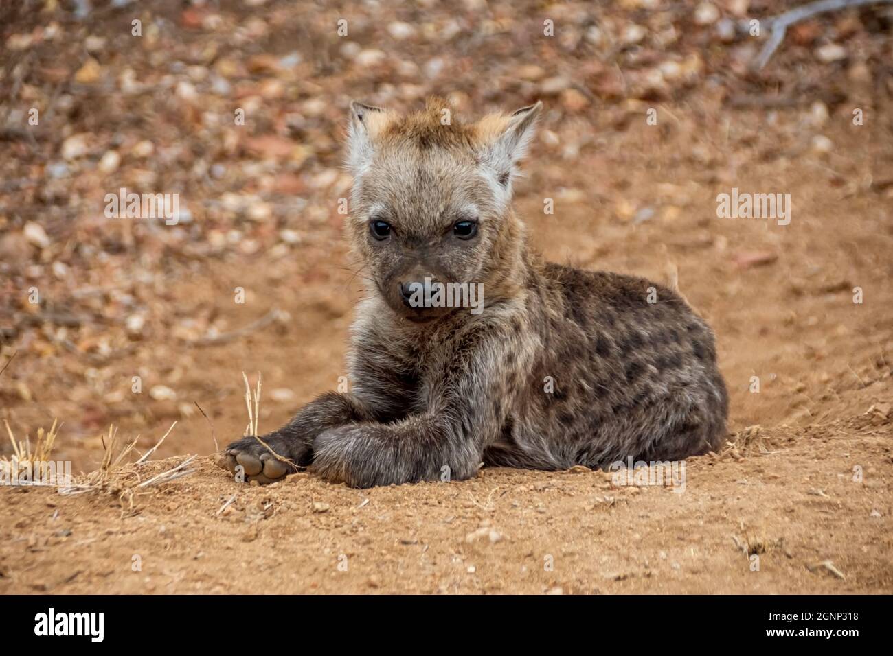 Eine Tüpfelhyäne Cub im Südlichen Afrika Stockfoto