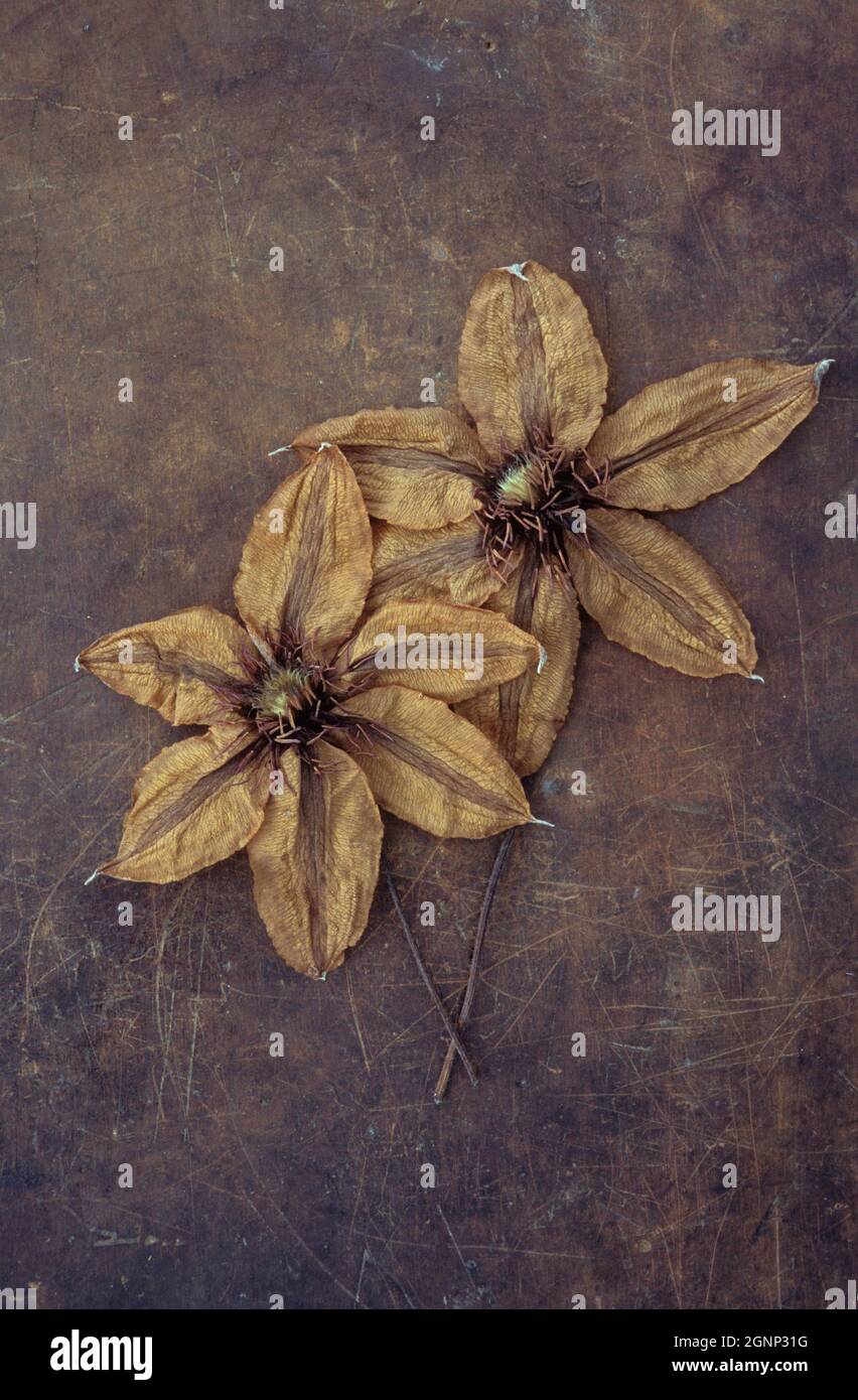 Zwei getrocknete Blüten von Clematis Hagley Hybrid liegen mit ihren Stielen auf gerufftem Leder Stockfoto