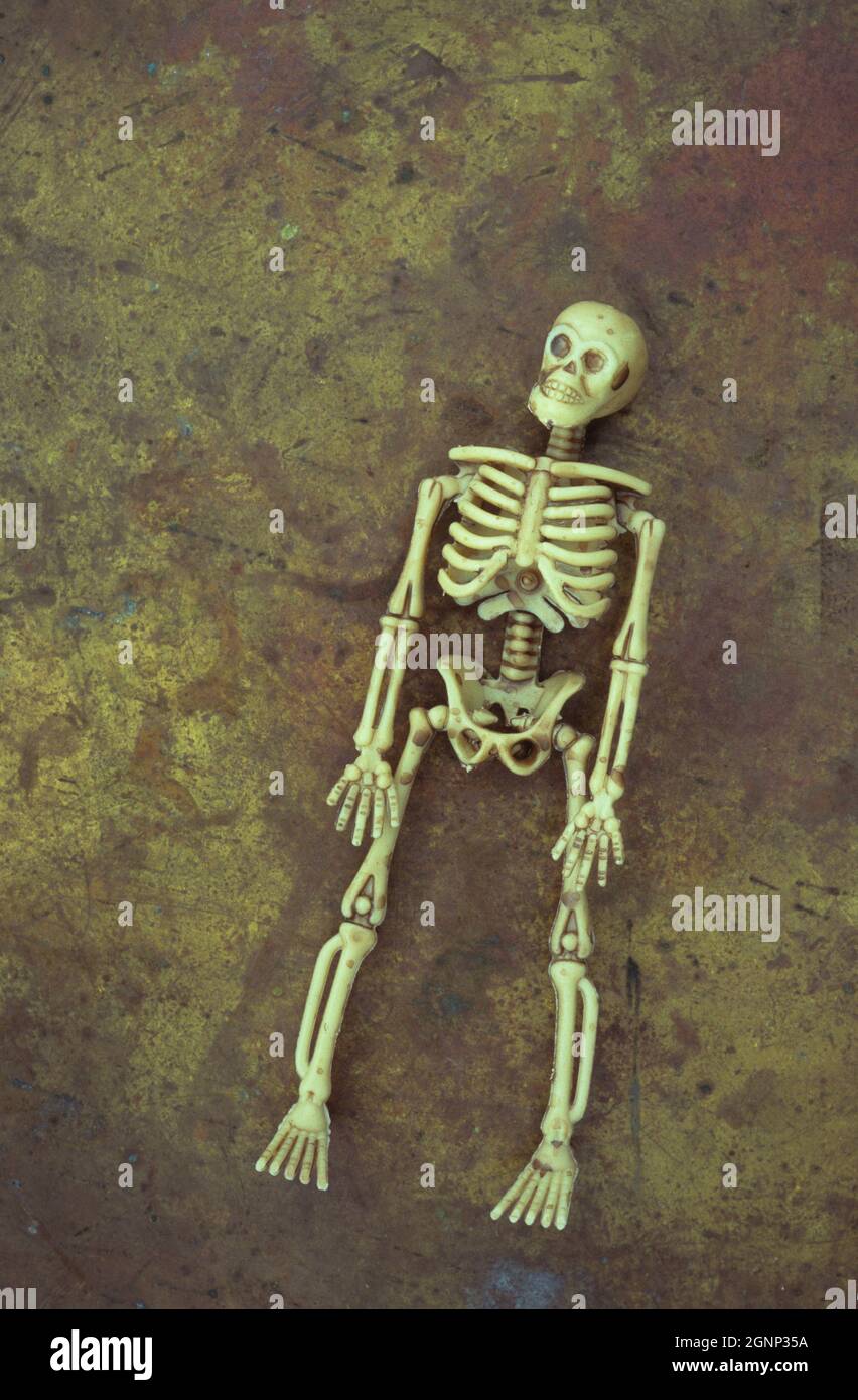 Plastikmodell des menschlichen Skeletts, das auf dem Rücken auf angeschlämmtem Messing liegt Stockfoto