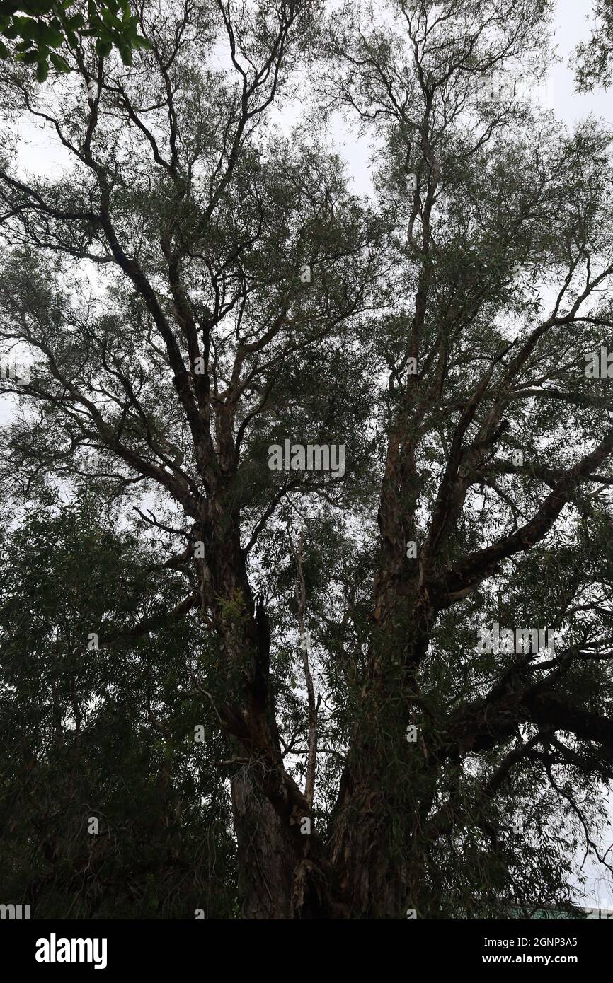 Großer Baum in Aceh Stockfoto