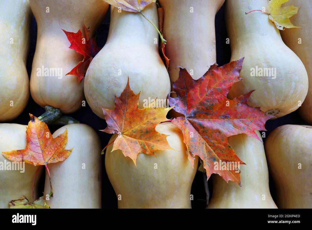 Draufsicht auf Butternusskürbis mit Blättern auf rustikalem Holztablett. Kürbisernte, Herbst. Dunkelbrauner Hintergrund. Kochen im Herbst. Gesunde Ernährung Stockfoto
