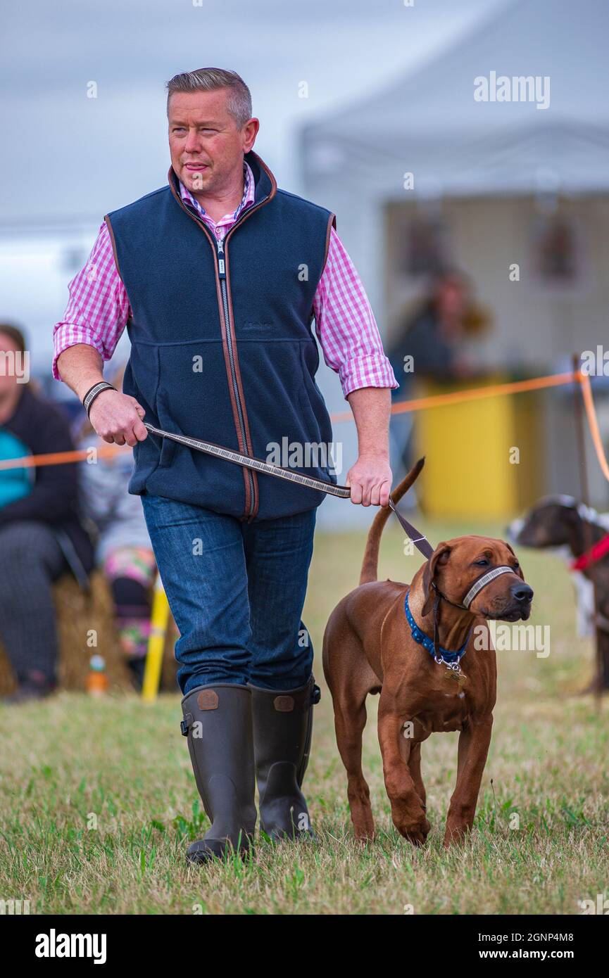 Ein Mann, der seinen Hund an der Leine im Schauring auf einer Hundeausstellung auf dem Land führt Stockfoto