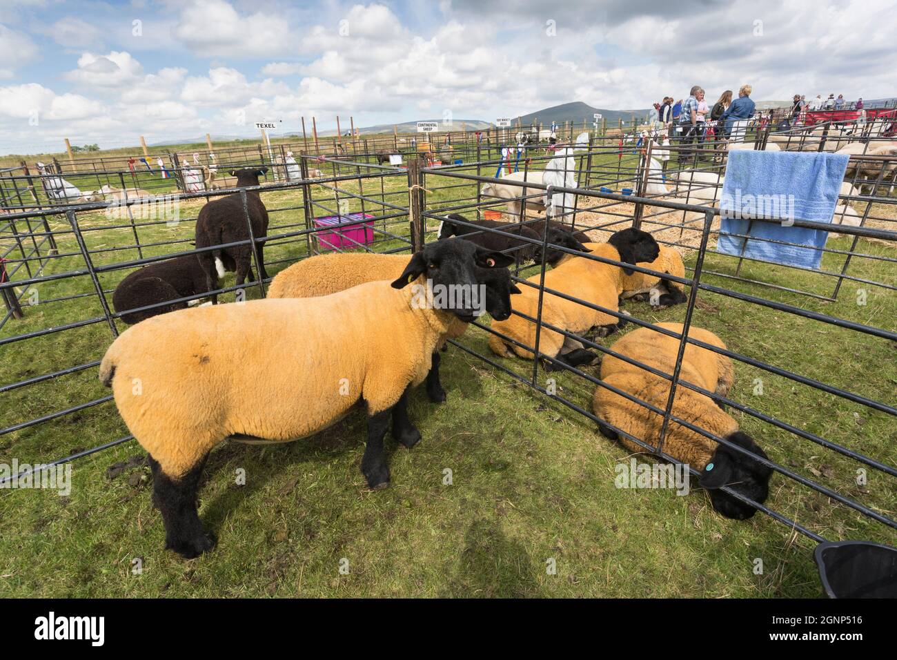 Suffolk Schafe in Stift, Appleby Show, Appleby-in-Westmorland, Cumbria Stockfoto