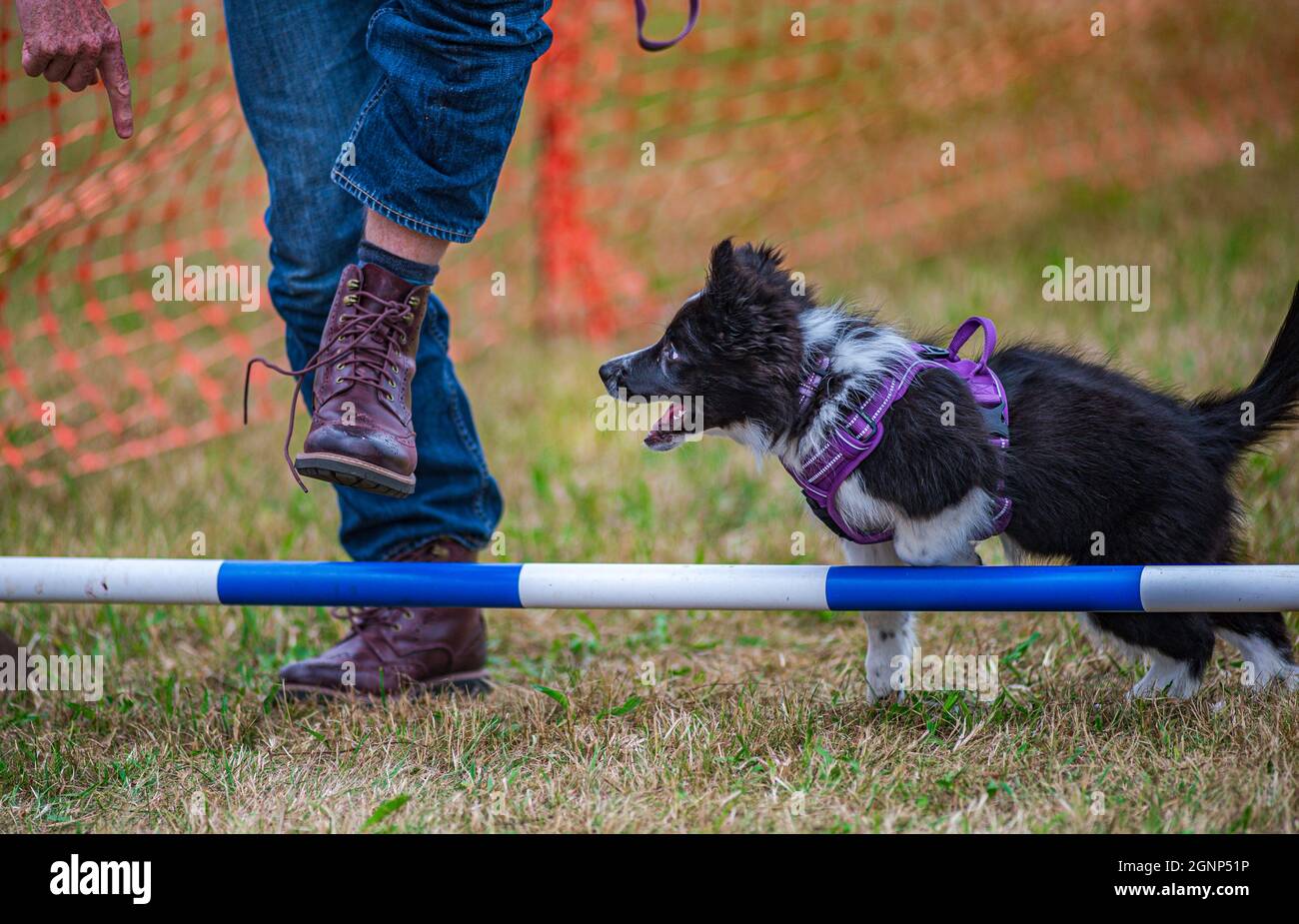 Ein junger Boarder Collie Welpe genießt sich auf einem Agility-Kurs auf einer County Dog Show Stockfoto