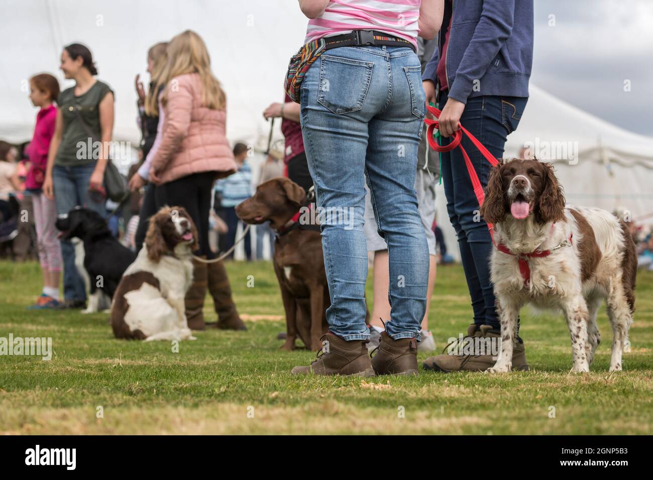 Hundeschau bei Appleby Show, Appleby-in-Westmorland, Cumbria Stockfoto