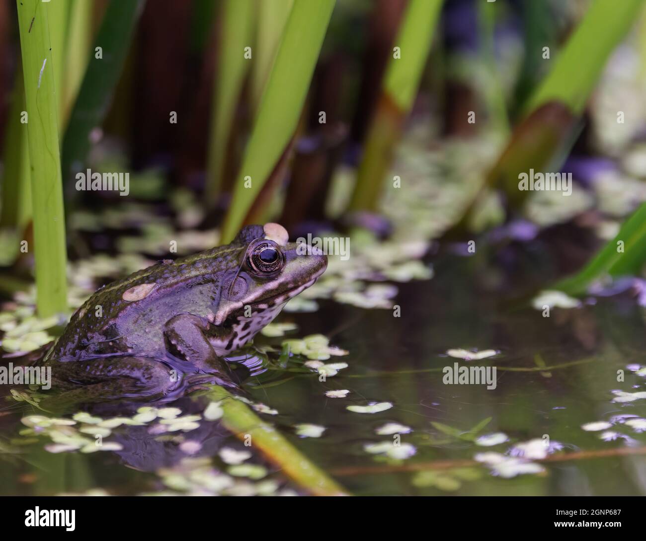 Gewöhnlicher Frosch, der im Teich sitzt Stockfoto