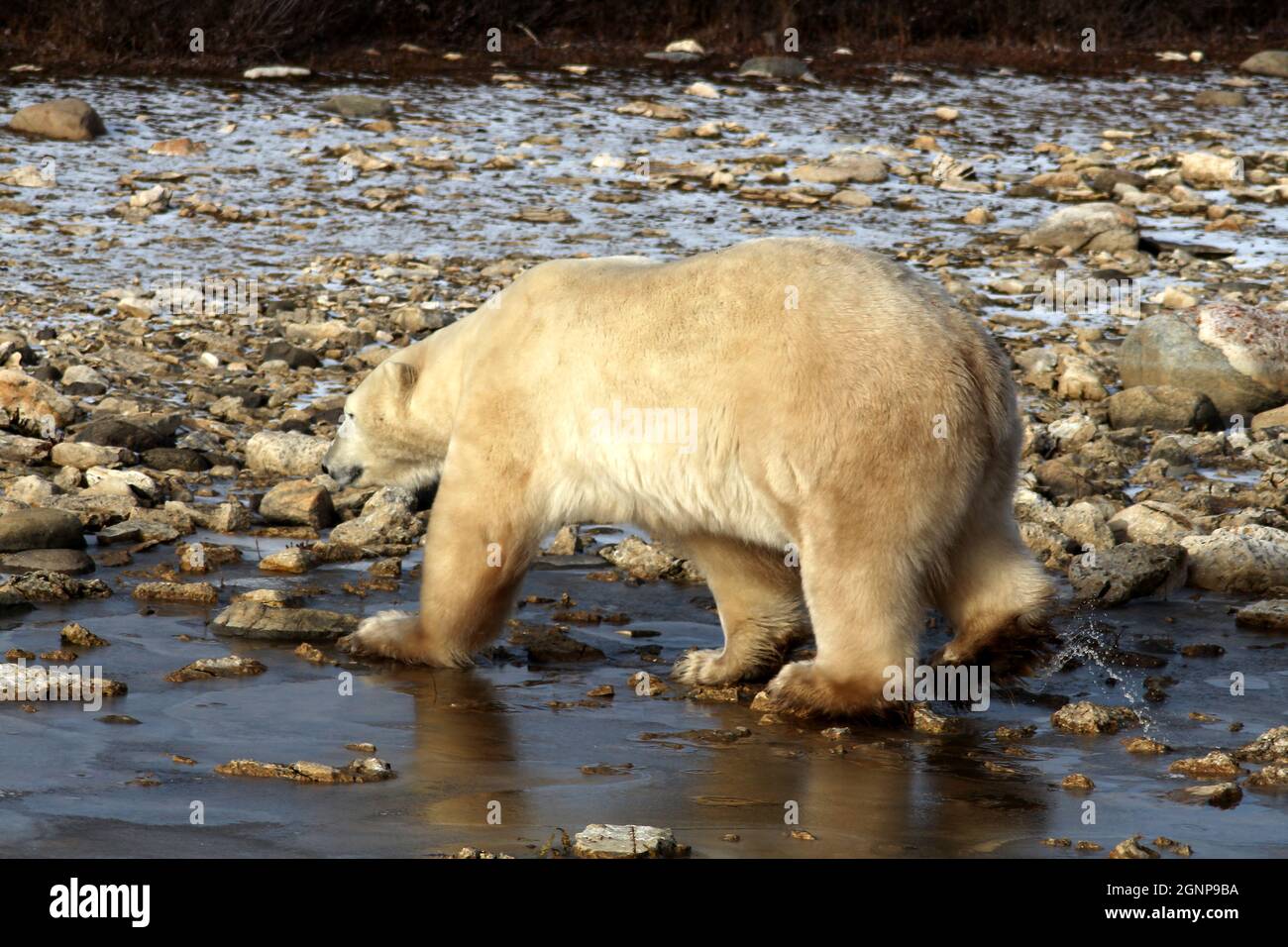 Eisbär auf der Tundra der Hudson Bay, Manitoba, Kanada Stockfoto