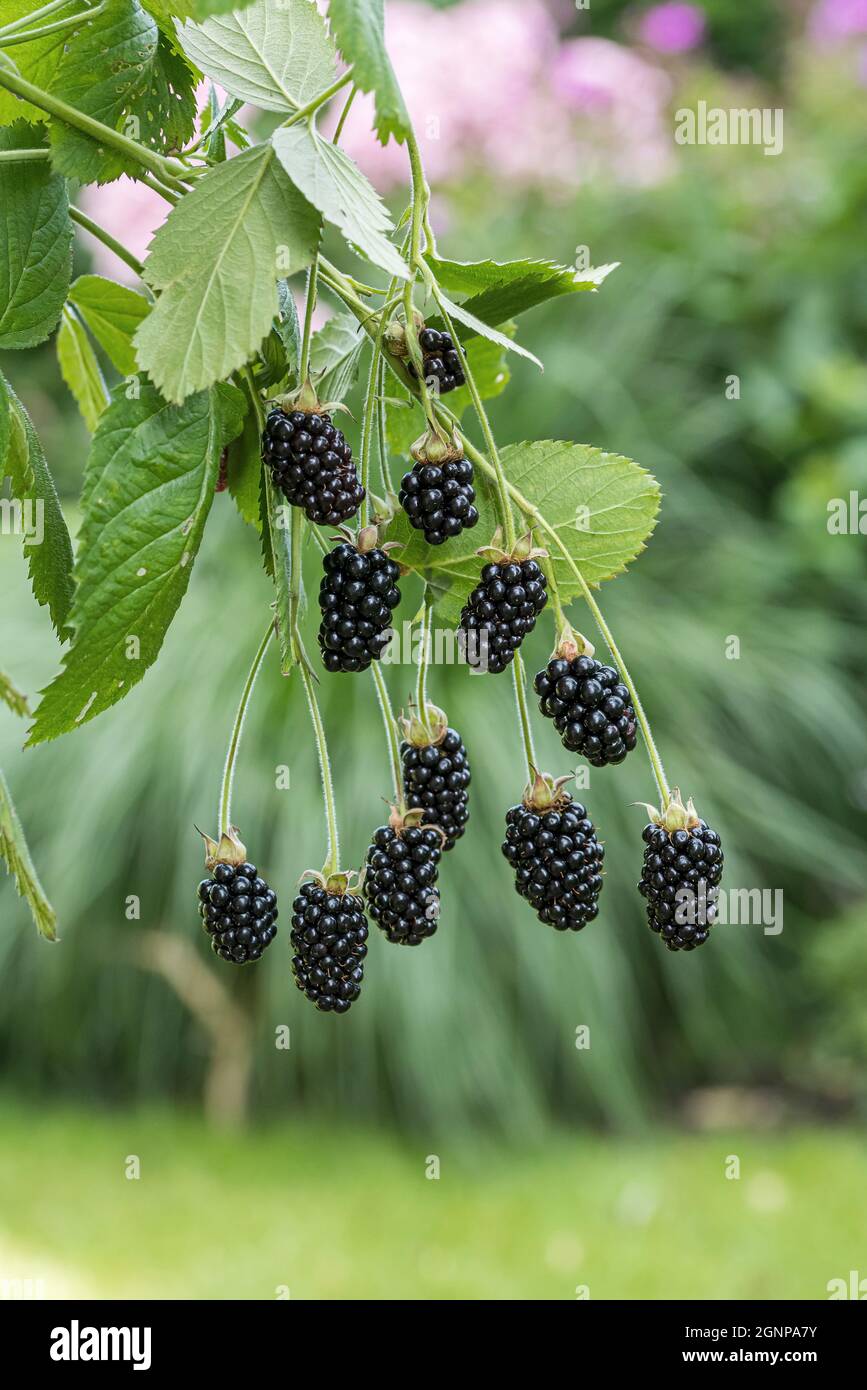 blackberry Baby Cakes (Rubus fruticosus 'Baby Cakes', Rubus fruticosus Baby Cakes), Brombeeren auf einem Zweig, Sorte Baby Cakes Stockfoto