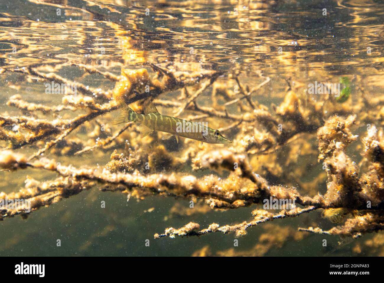 hecht, Nordhecht (Esox lucius), Grashecht, Deutschland, Bayern, Eggstaett-Hemhofer Seenplatte Stockfoto