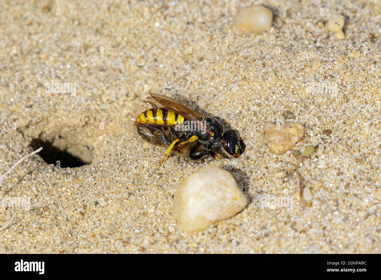 Bienenmörderwespe, Bienenmörder (Philanthus triangulum, Philanthus apivorus), trägt gefangenen Honigbienen in den Brutschlauch, Deutschland, Bayern Stockfoto