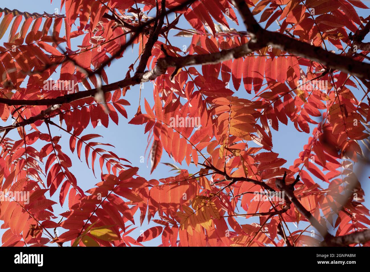 Staghorn-Sumach, Stags-Horn-Sumach (Rhus hirta, Rhus typhina), im Herbst, Deutschland Stockfoto
