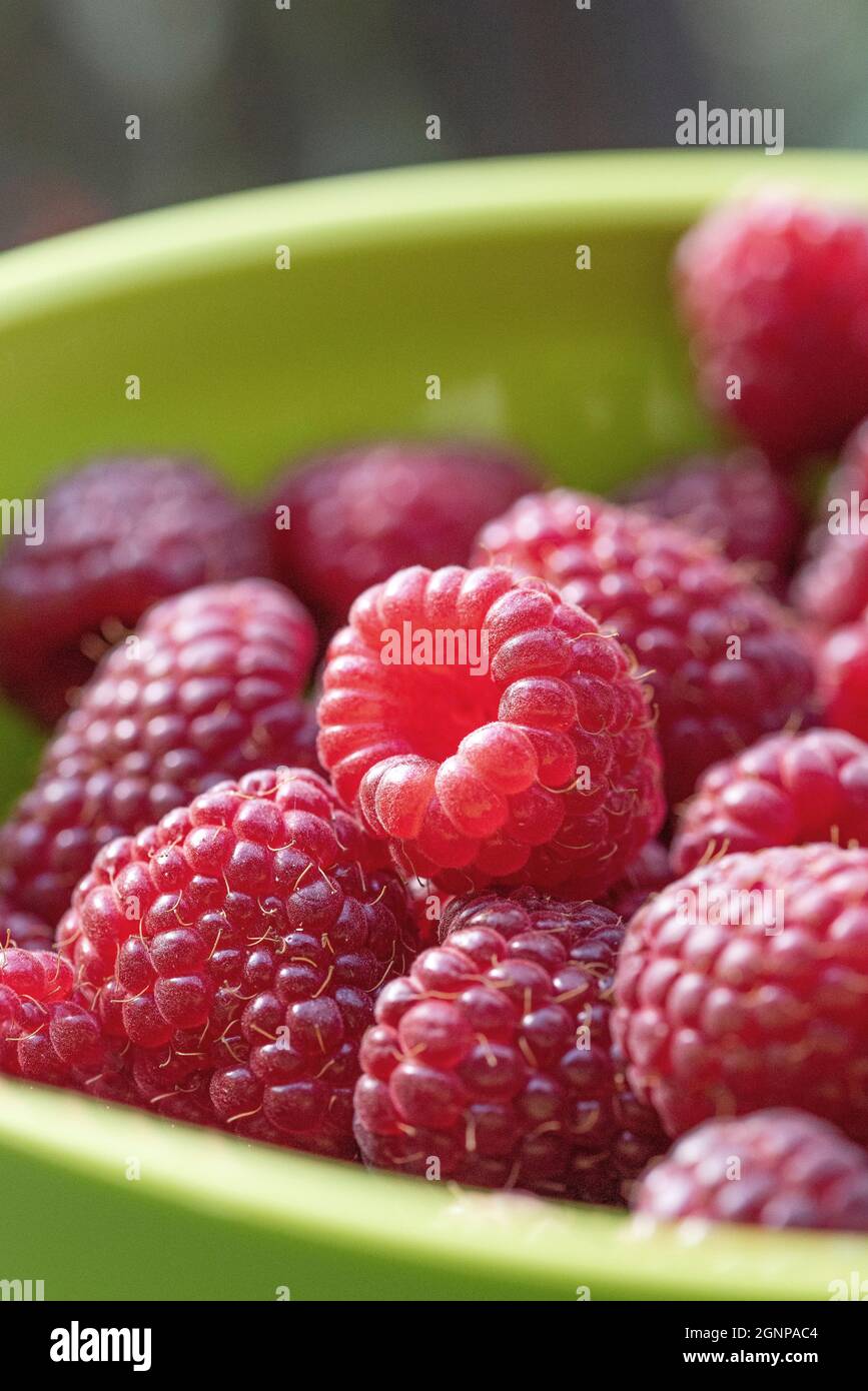 Europäische rote Himbeer-Polka (Rubus idaeus 'Polka', Rubus idaeus Polka), rote Himbeeren der Sorte Polka in einer Schüssel Stockfoto