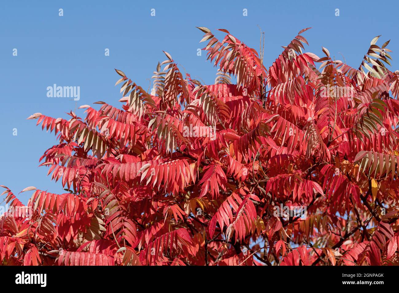 Staghorn-Sumach, Stags-Horn-Sumach (Rhus hirta, Rhus typhina), im Herbst, Deutschland Stockfoto