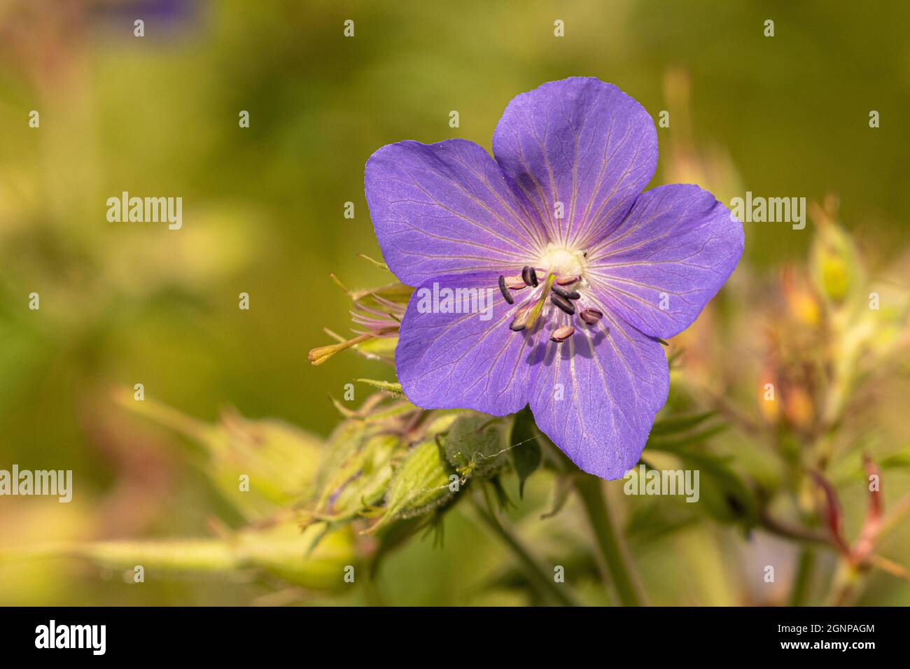 Wiesenschnabel (Geranium pratense), Blume, Deutschland, Bayern, Erdinger Moos Stockfoto