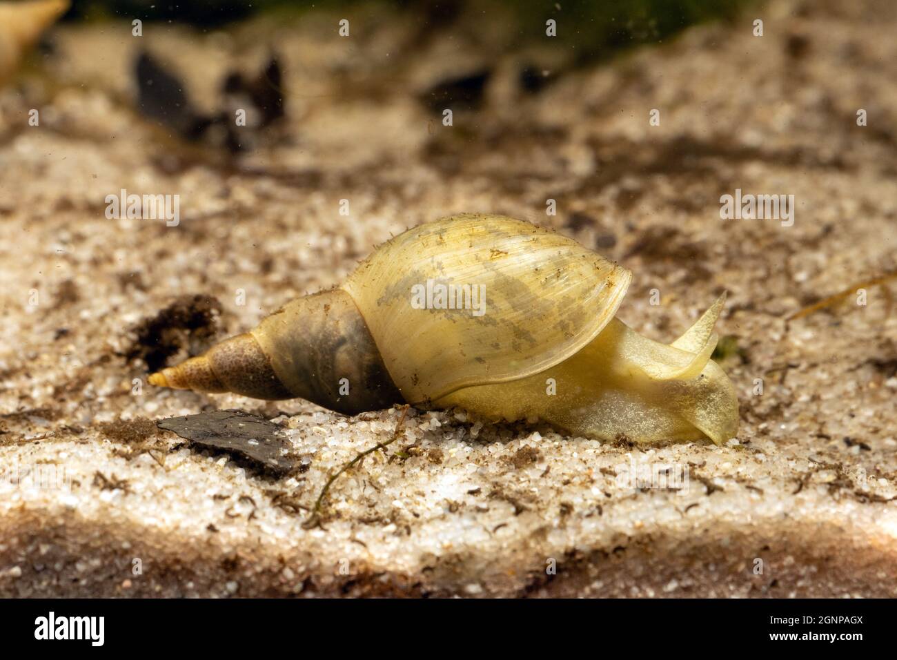 Sumpf deckelschnecken Fotos und Bildmaterial in hoher Auflösung Alamy