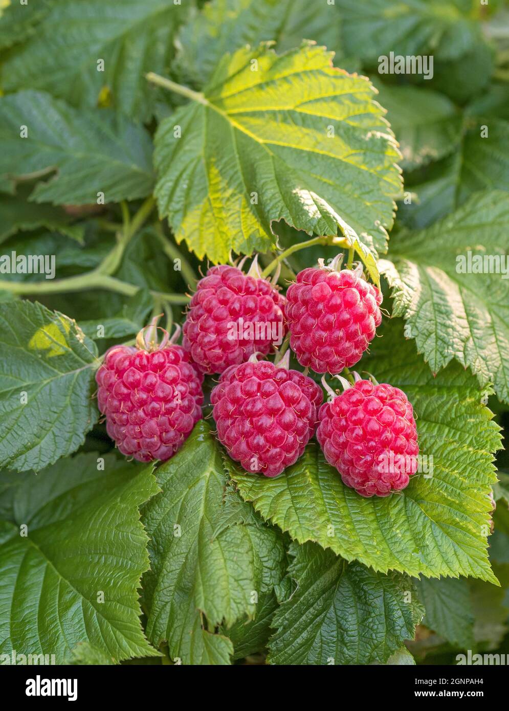 Europäische rote Himbeere Ruby Beauty (Rubus idaeus 'Ruby Beauty', Rubus idaeus Ruby Beauty), rote Himbeeren auf einem Zweig, Sorte Ruby Beauty Stockfoto