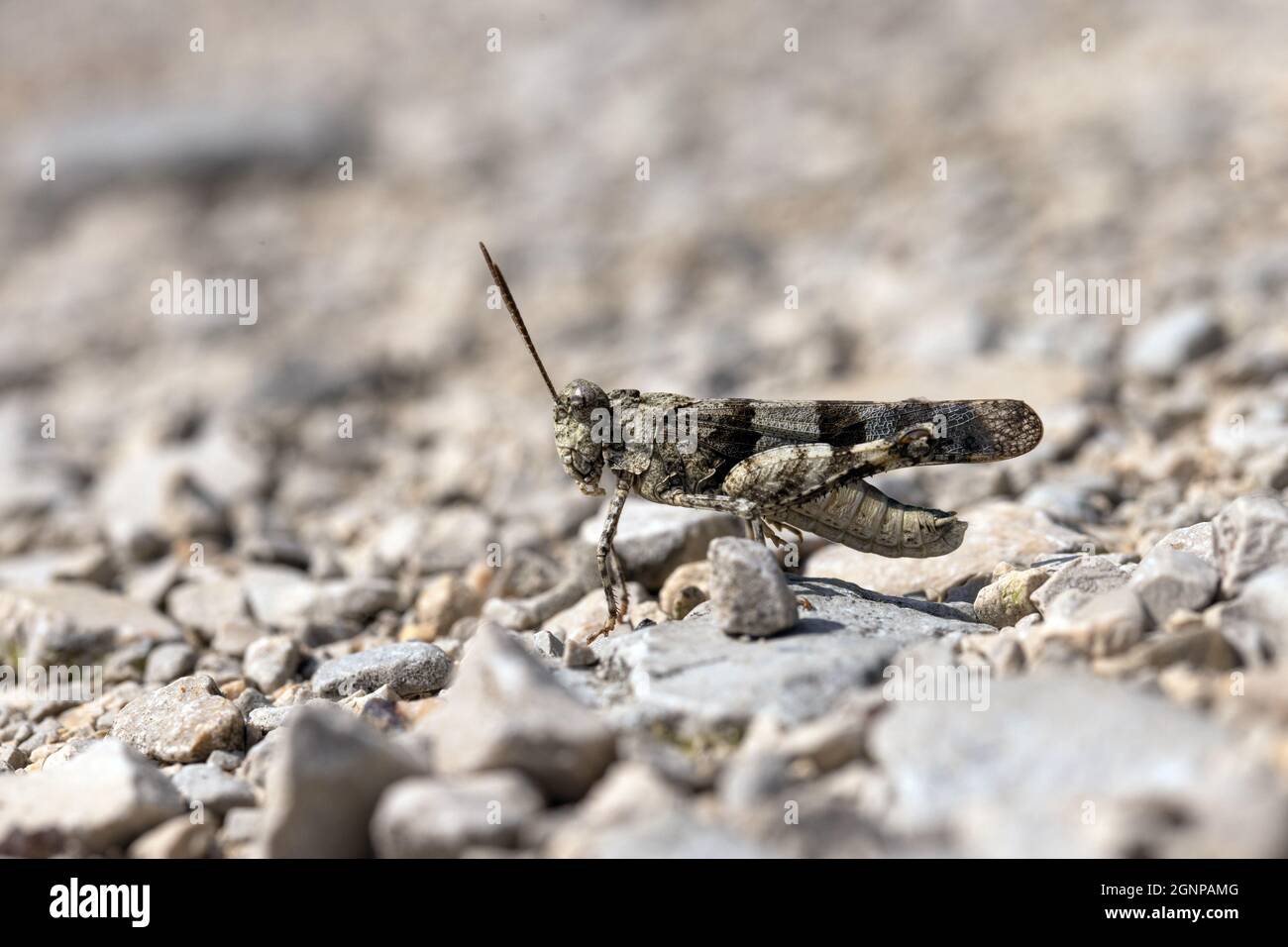 Schlanke, blau geflügelte Heuschrecke, schlanke, blau geflügelte Heuschrecke, blau geflügelte Heuschrecke (Sphingonotus caerulans), Männchen auf Schotterweg, Deutschland, Bayern Stockfoto