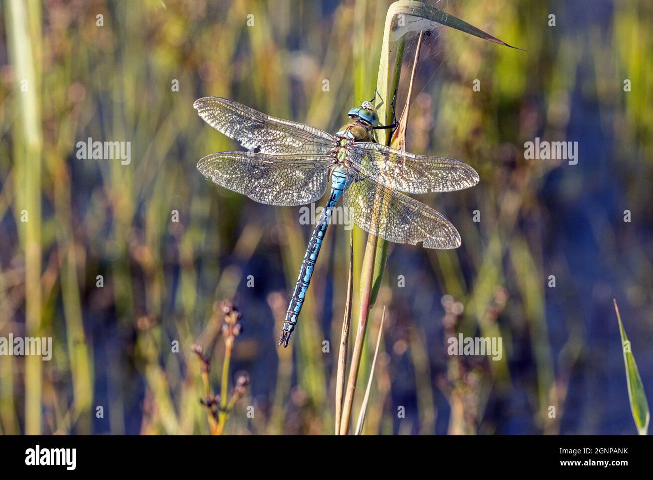 kaiserdragonfly (Anax Imperator), männlich, Deutschland, Bayern, Erdinger Moos Stockfoto