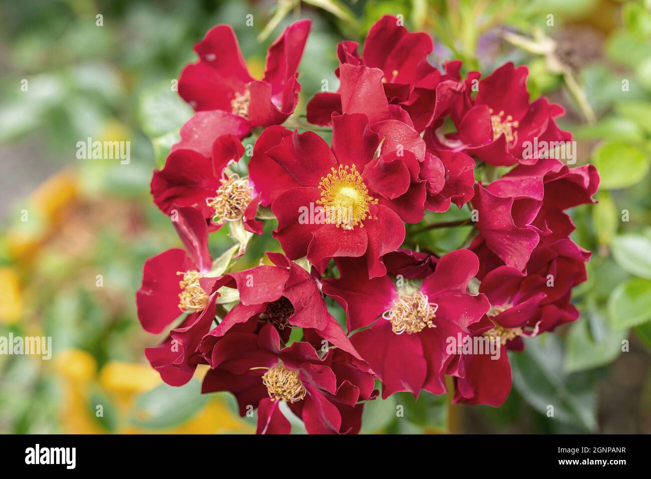 Rose Rosa 'Bienenweide Rot' (Rosa 'Bienenweide Rot', Rosa Bienenweide Rot), Rose der Sorte Bienenweide Rot Stockfoto