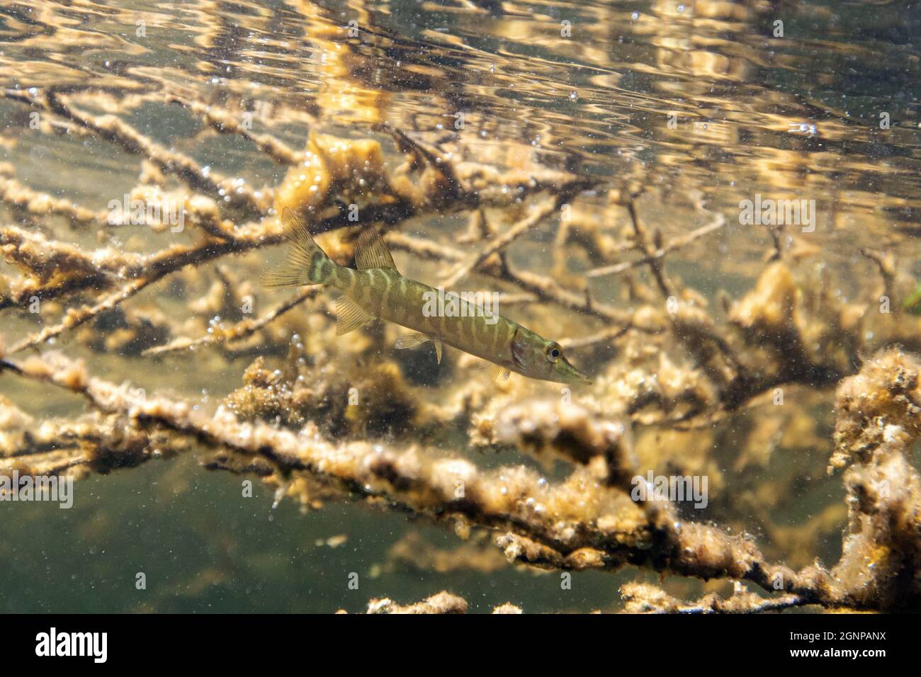 hecht, Nordhecht (Esox lucius), Grashecht, Deutschland, Bayern, Eggstaett-Hemhofer Seenplatte Stockfoto