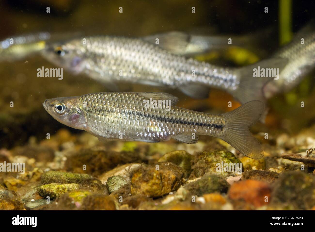 Falscher Harlekin (Pseudorasbora parva), kleine Schule Stockfoto