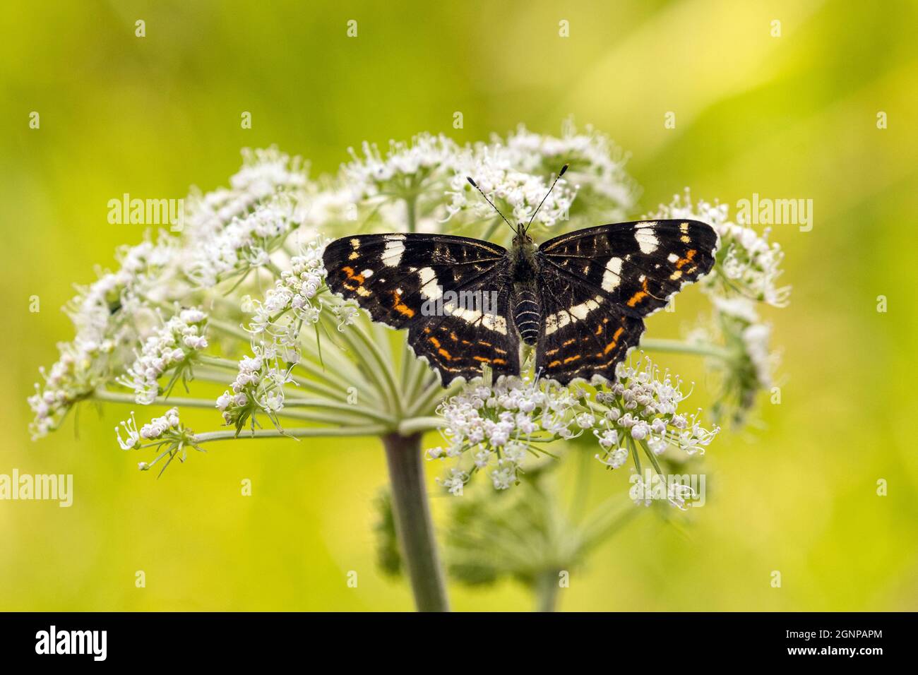 Karte Schmetterling, Frühlingsform (Araschnia levana f. levana), Sommerform auf Blütendolde, Deutschland, Bayern Stockfoto
