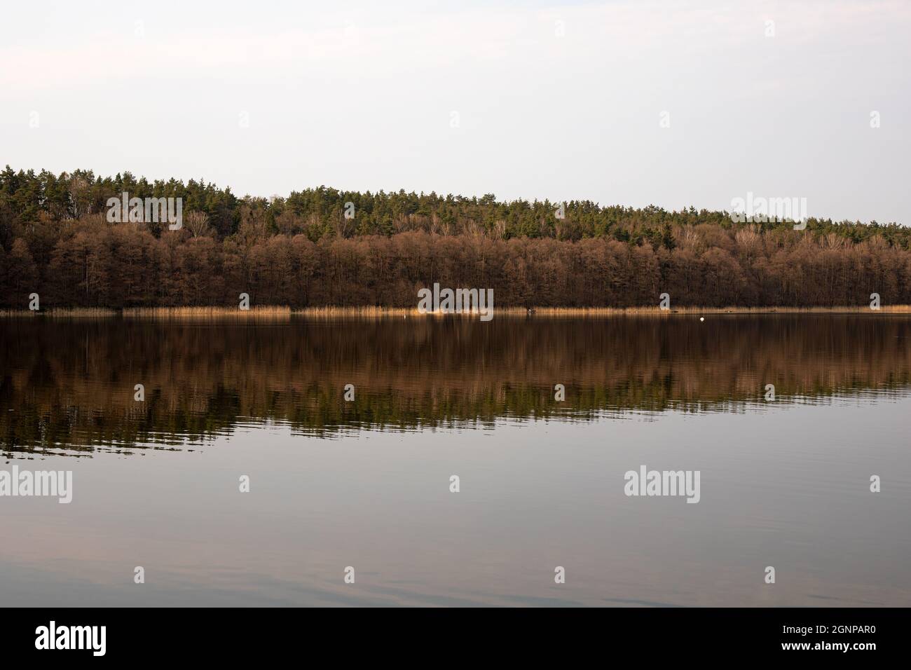 Frühling, Sommer oder Herbst Naturlandschaft Panorama mit Bäumen auf ruhigen Waldsee Stockfoto