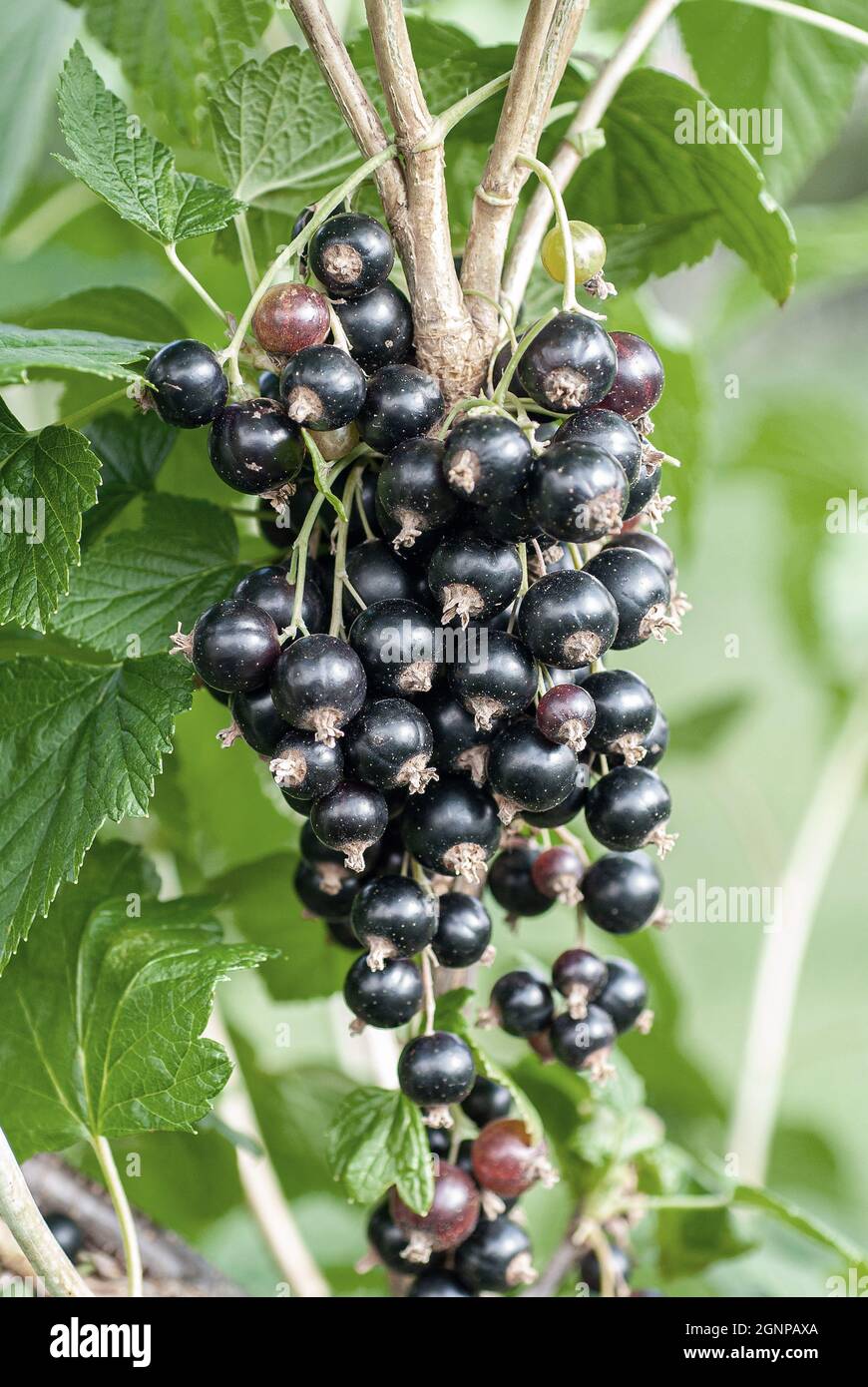 Europäische schwarze Johannisbeere (Ribes nigrum 'Titania', Ribes nigrum Titania), schwarze Johannisbeeren auf einem Strauch, Sorte Titania Stockfoto