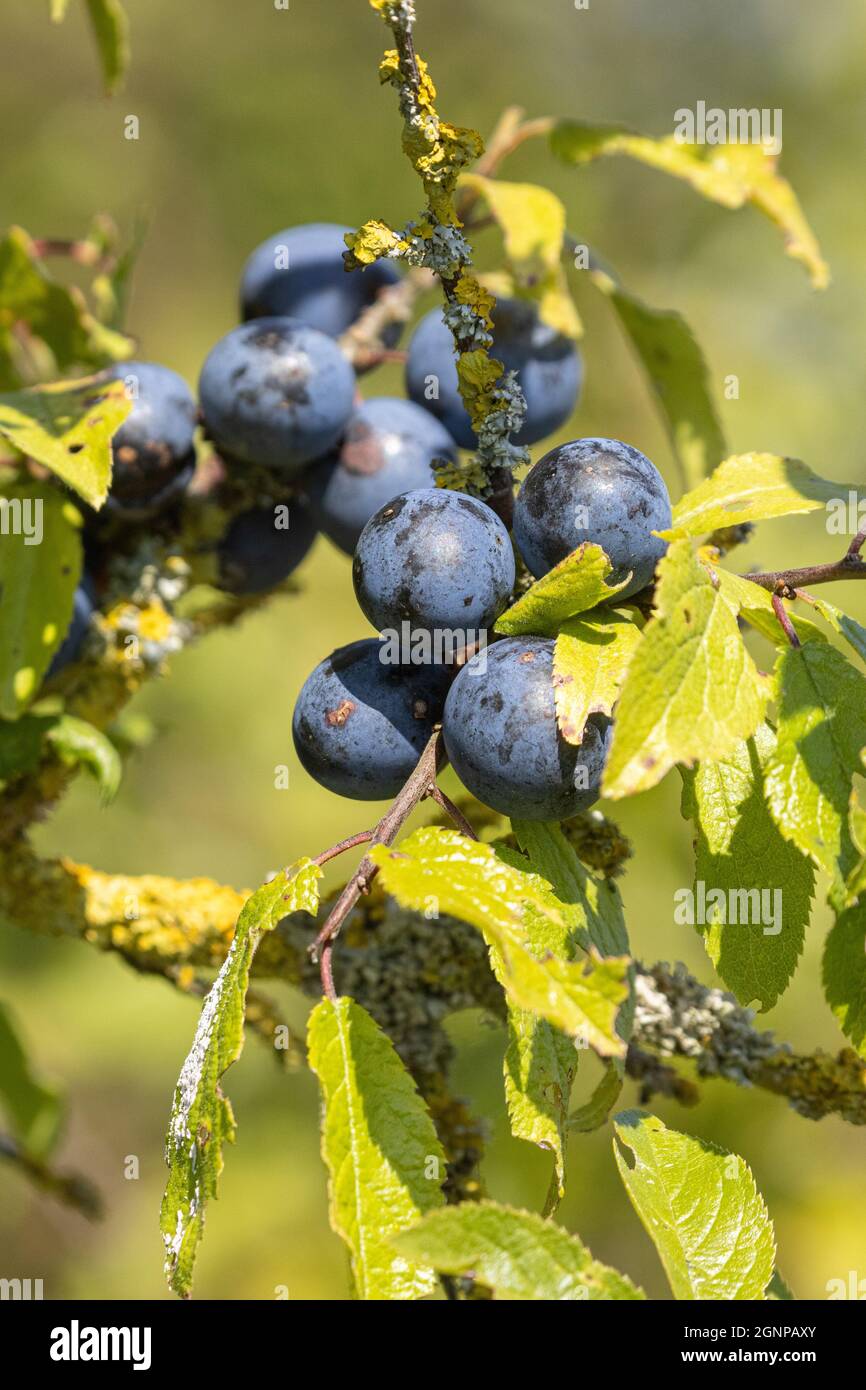 Schlehdorn, Schlehe (Prunus spinosa), mit Früchten, Deutschland, Bayern Stockfoto